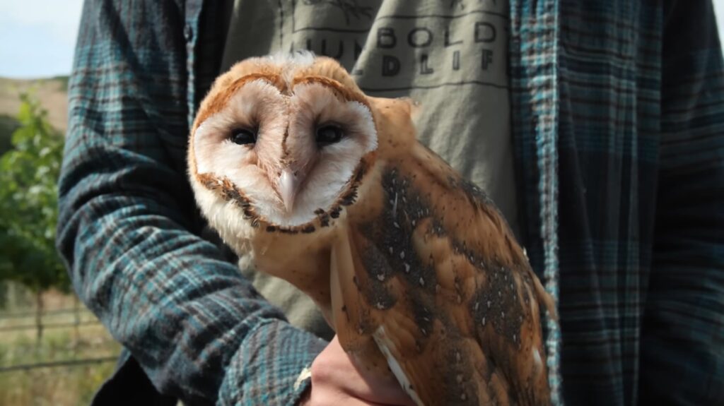 Barn Owl