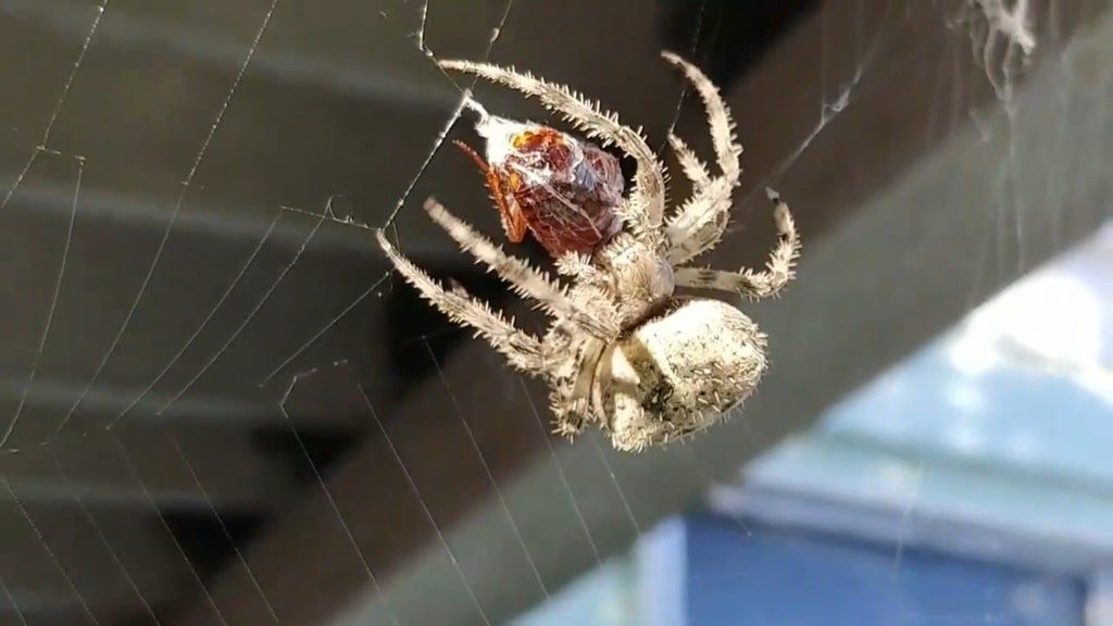 Barn Spider