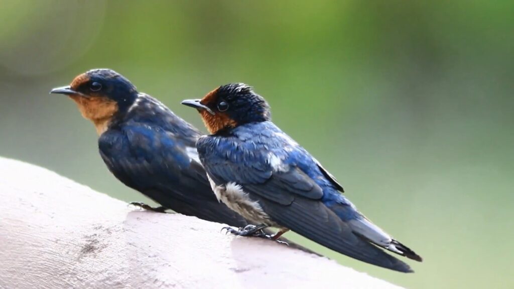 Barn Swallow