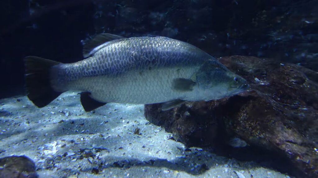 Barramundi Fish