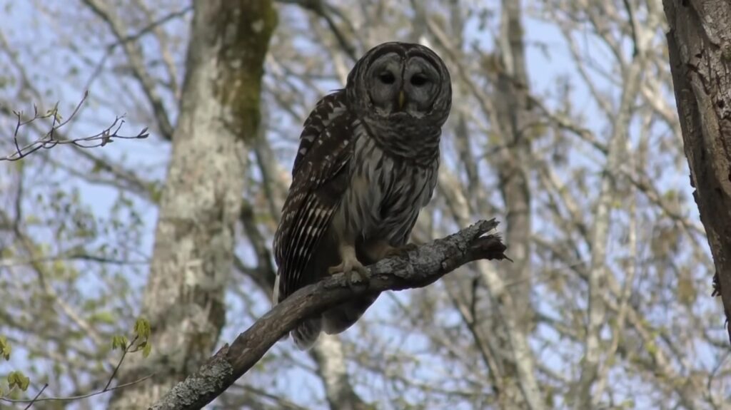 Barred Owl