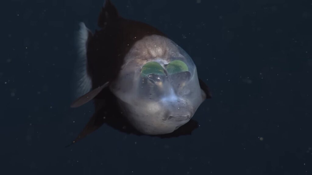 Barreleye Fish - animals that start with b