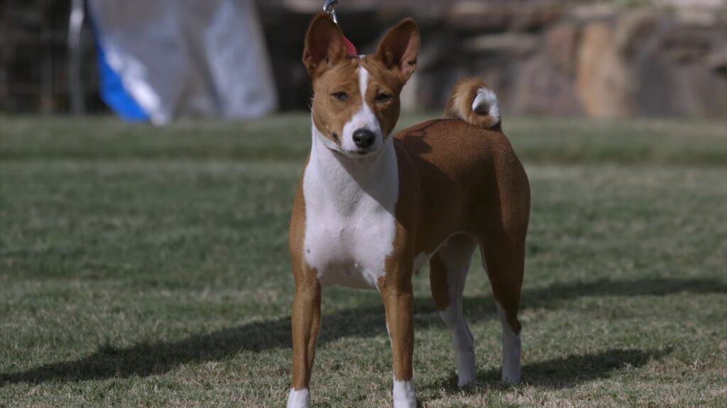 Basenji Dog