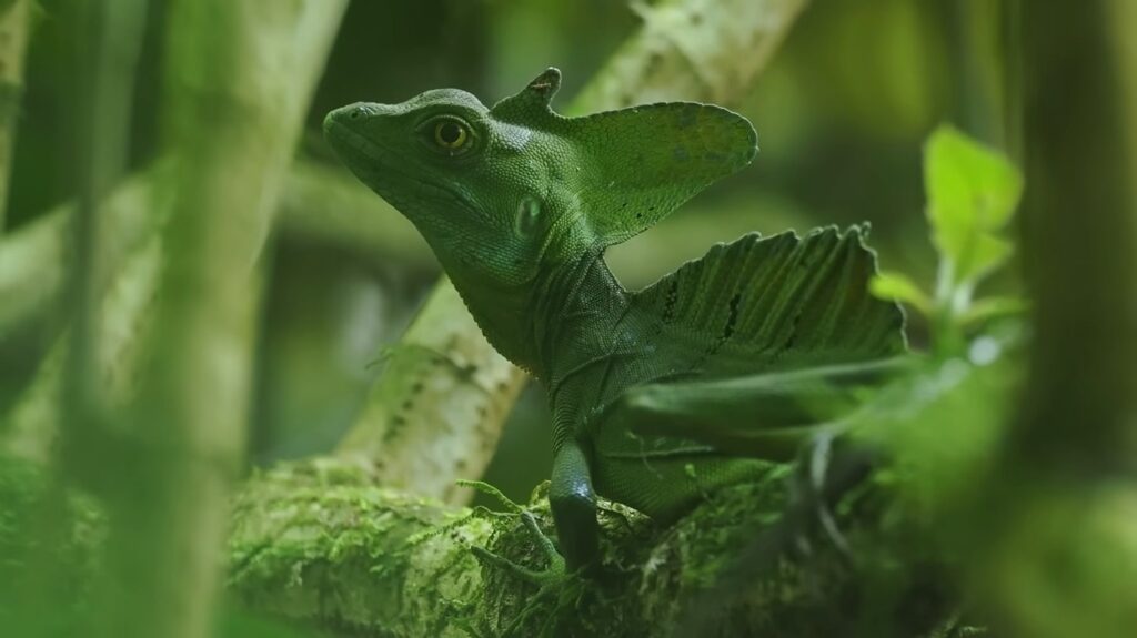 Basilisk Lizard