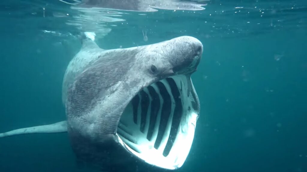 Basking Shark