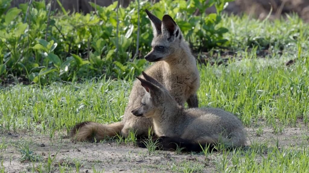 Bat-Eared Fox