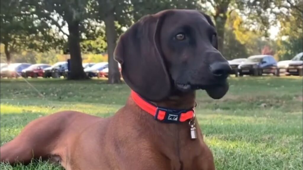 Bavarian Mountain Hound