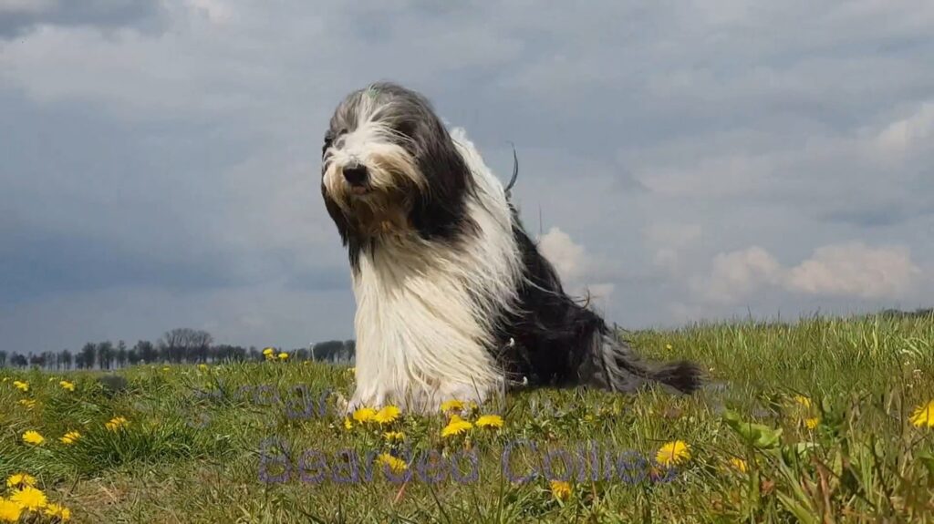 Bearded Collie