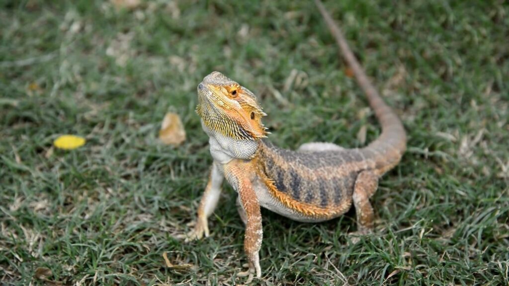 Bearded Dragon-