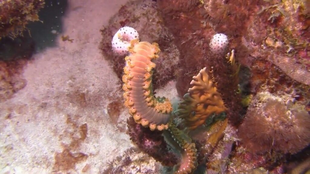 Bearded Fireworm - animals that start with b