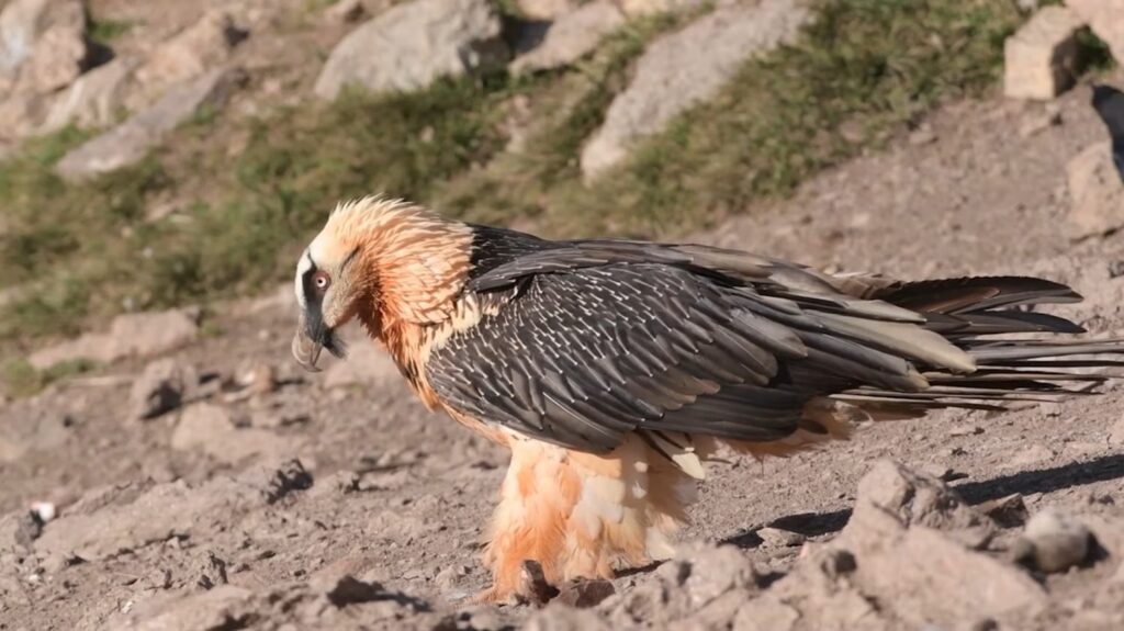 Bearded Vulture