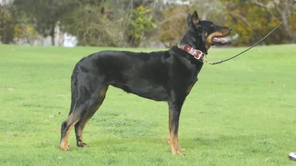 Beauceron