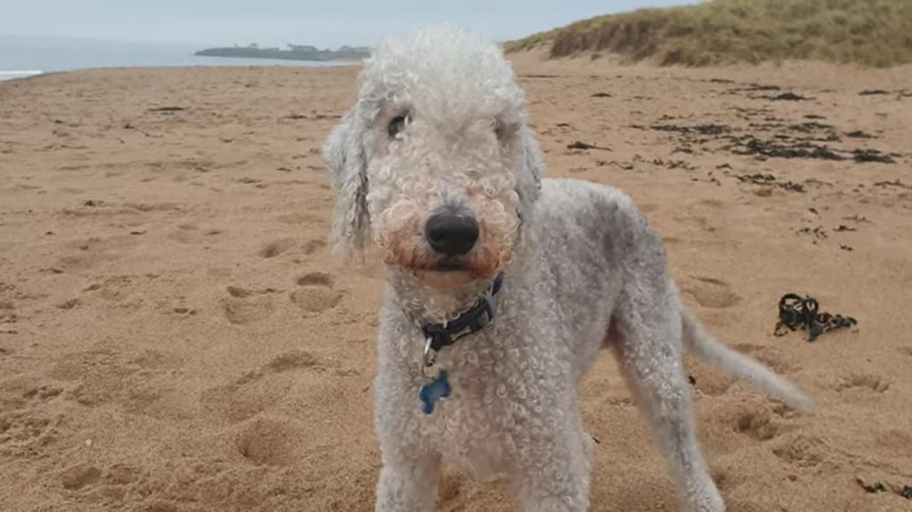 Bedlington Terrier - animals that start with b