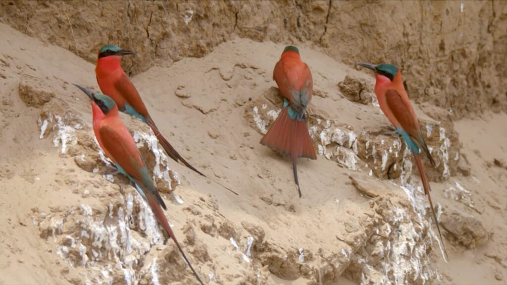 Bee-Eater