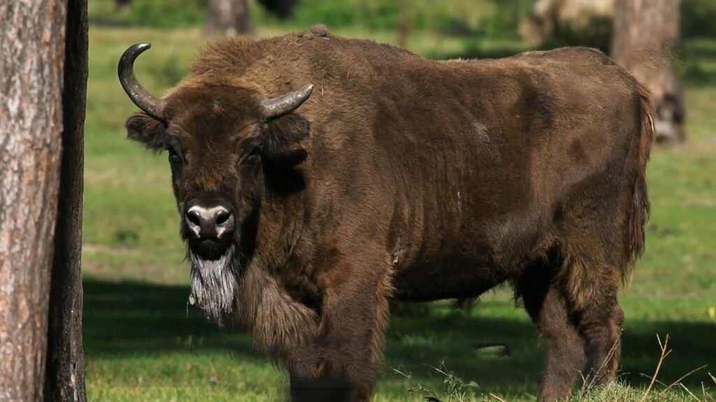 Beefalo