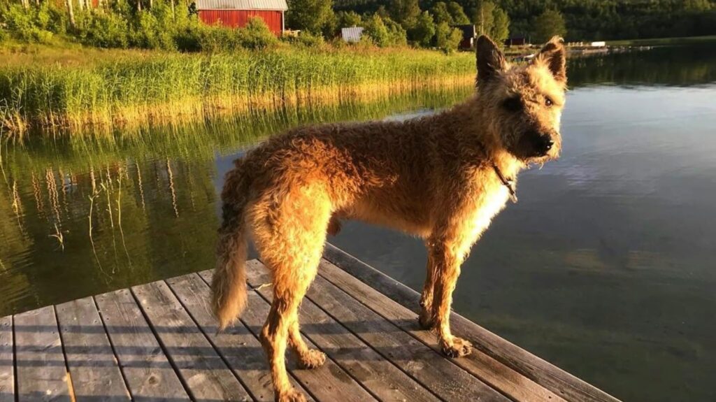 Belgian Laekenois - animals that start with b