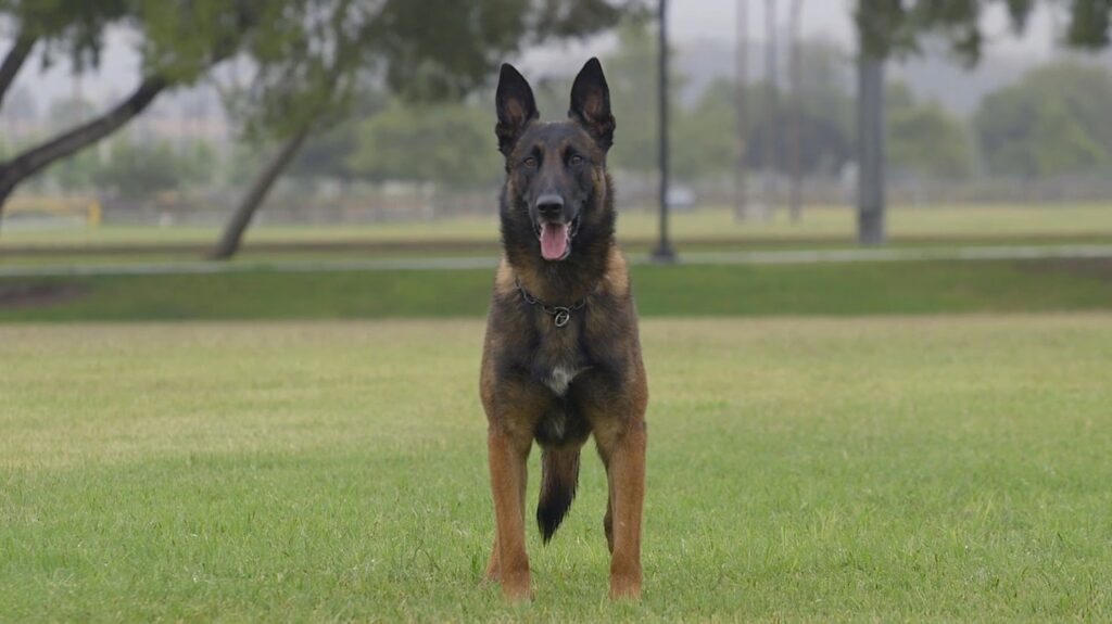 Belgian Malinois