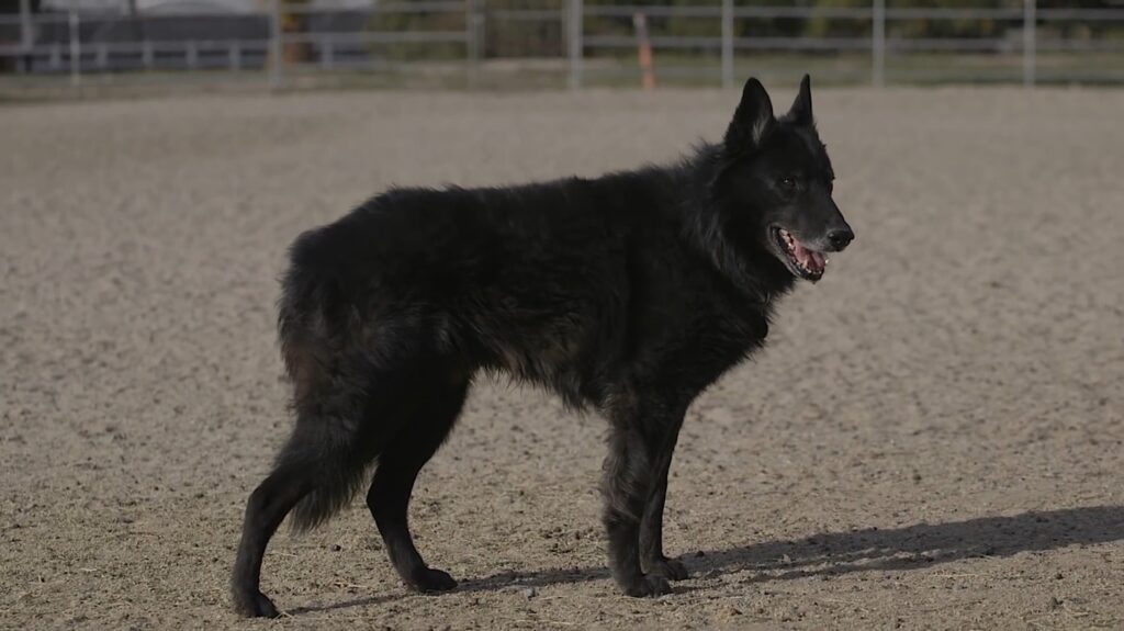 Belgian Sheepdog - animals that start with b