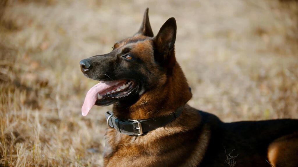 Belgian Tervuren - animals that start with b