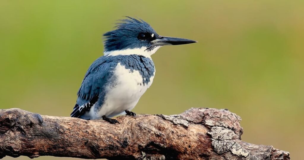 Belted Kingfisher - animals that start with b