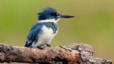 Belted Kingfisher - animals that start with b