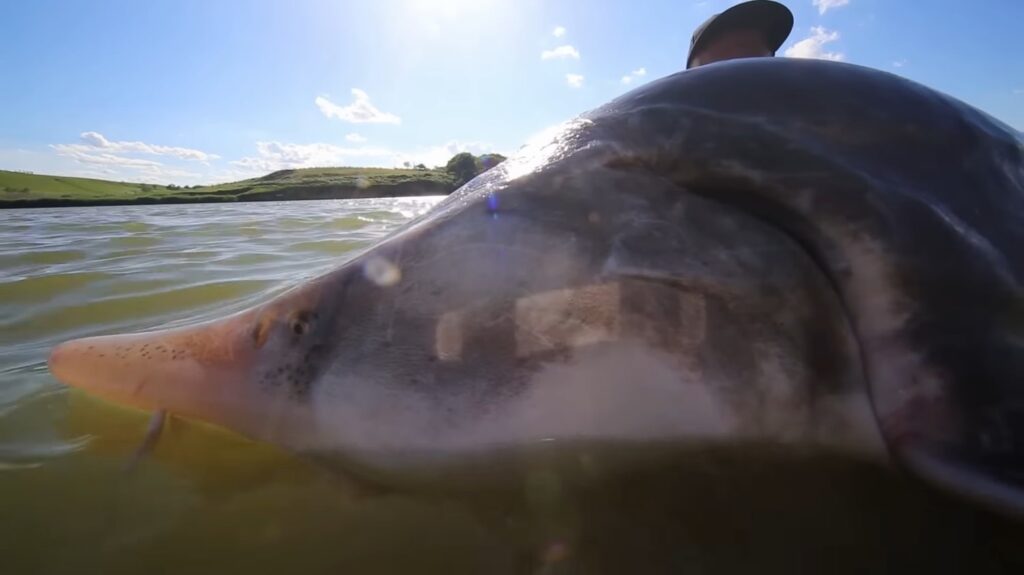 Beluga Sturgeon - animals that start with b