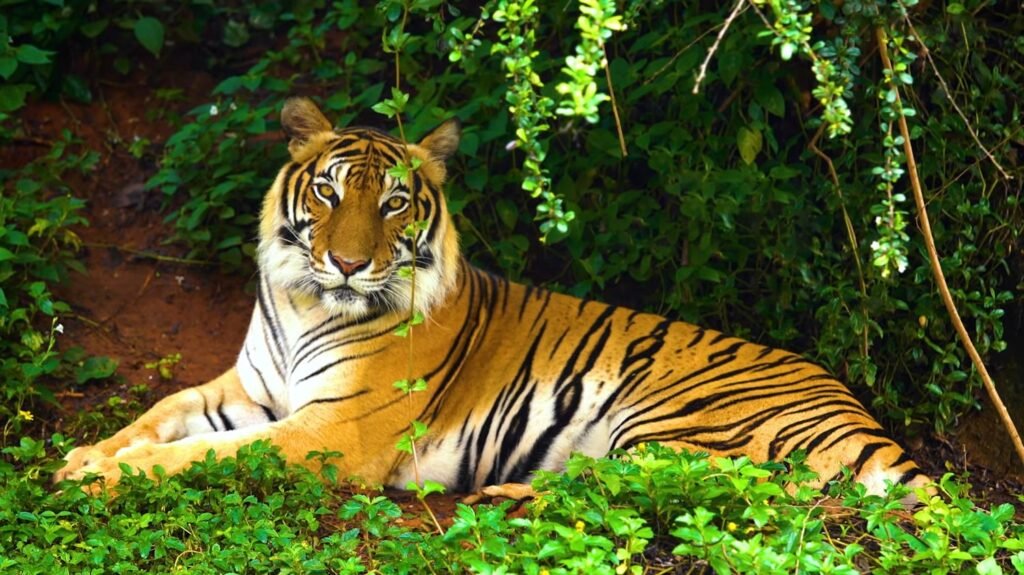 Bengal Tiger - animals that start with b