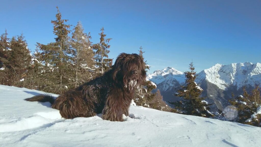 Bergamasco - animals that start with b