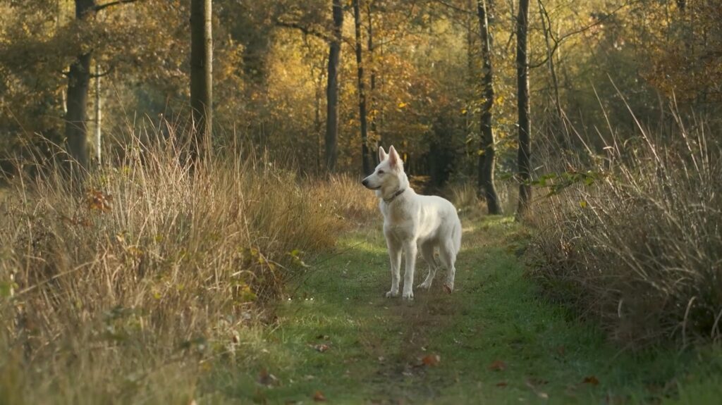 Berger Blanc Suisse - animals that start with b