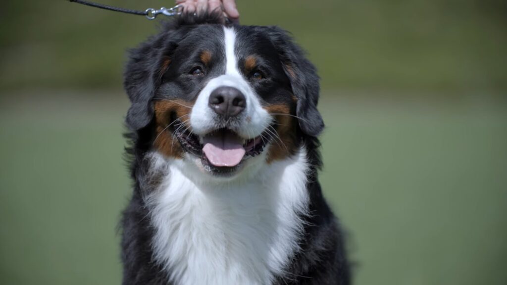 Bernese Mountain Dog