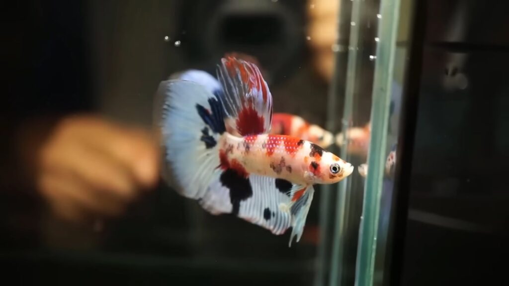 Betta Fish - animals that start with b