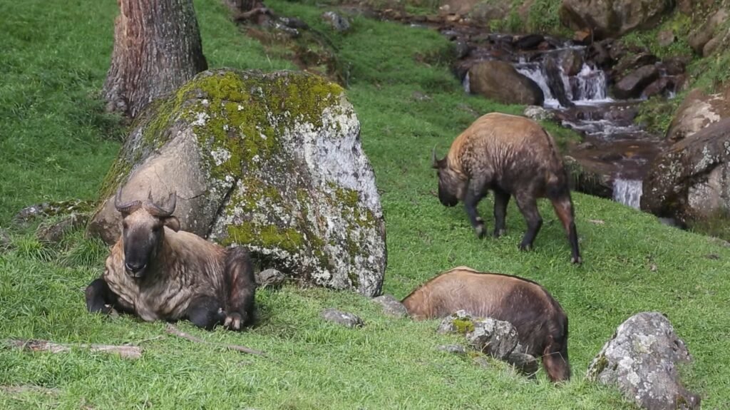 Bhutan Takin - animals that start with b