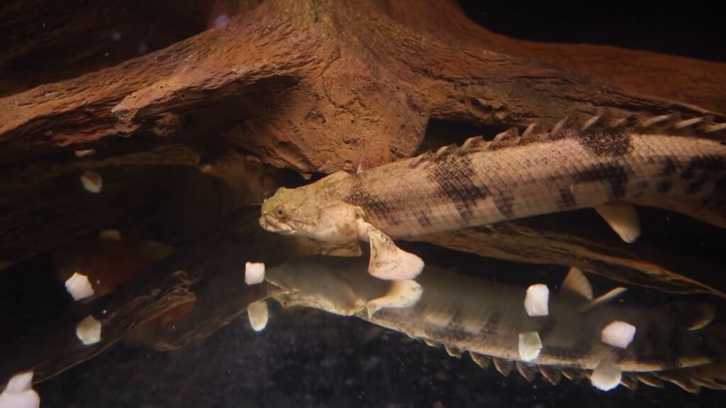 Bichir - animals that start with b