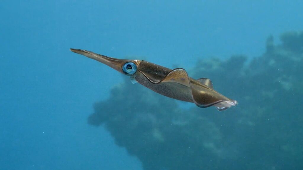 Bigfin Reef Squid