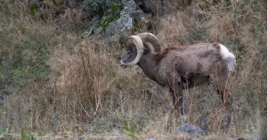 Bighorn Sheep