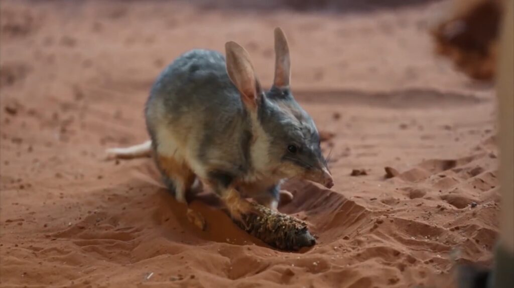 Bilby