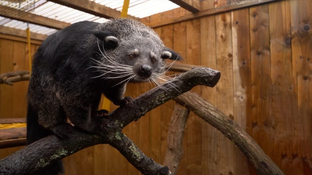 Binturong