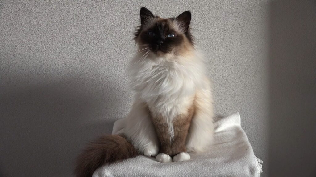 Birman cat