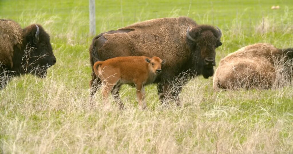 Bison