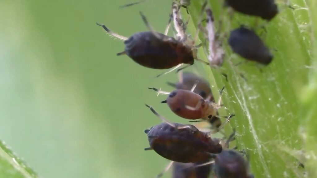 Black Aphids