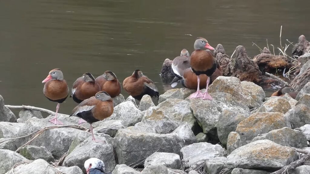 Black-Bellied Whistling Duck