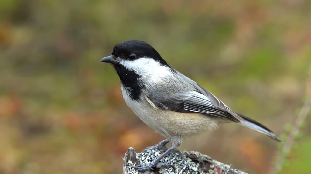 Black-Capped Chickadee