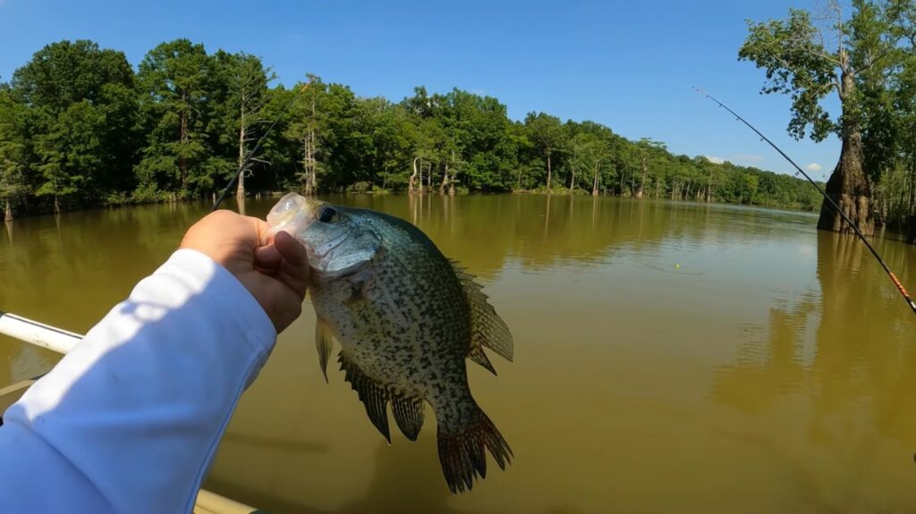 Black Crappie