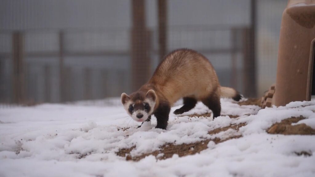 Black-Footed Ferret