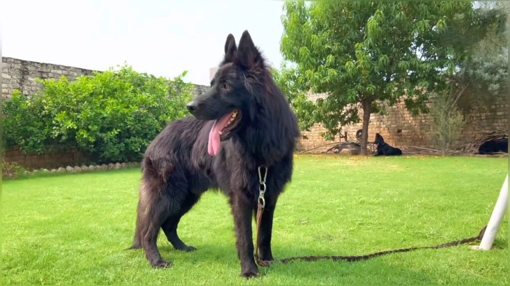 Black German Shepherd