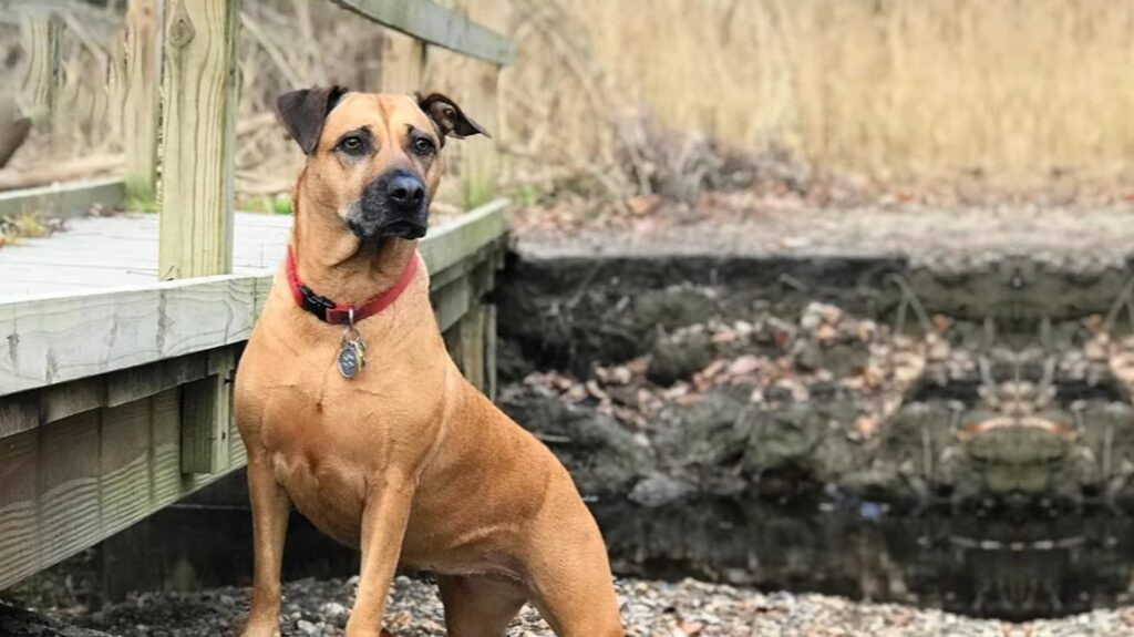 Black Mouth Cur