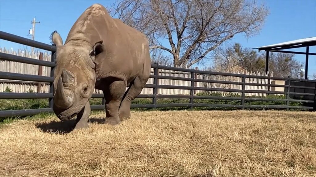 Black Rhinoceros