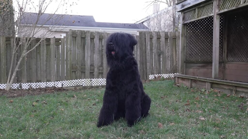 Black Russian Terrier