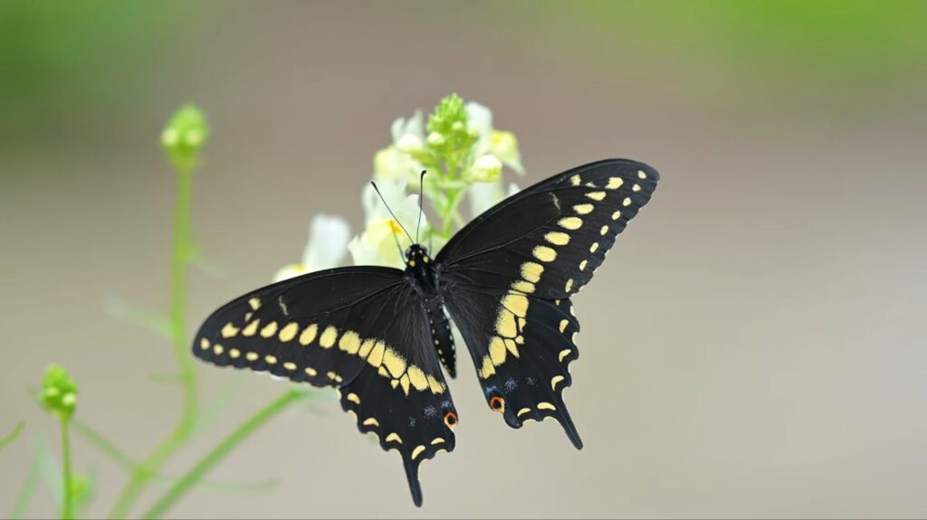 Black Swallowtail