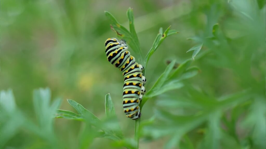 Black Swallowtail Caterpillar